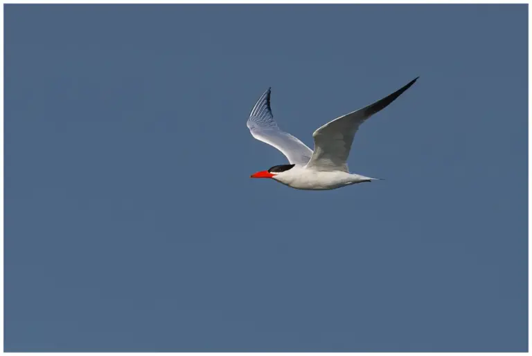 Skräntärna - (Caspian Tern)