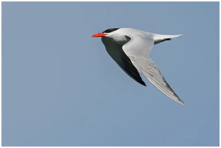 Skräntärna - (Caspian Tern)