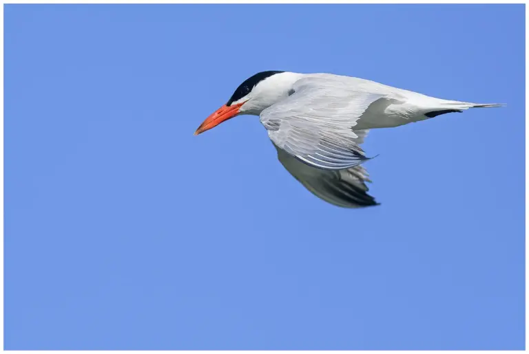 Skräntärna - (Caspian Tern)