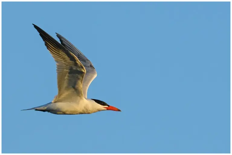 Skräntärna - (Caspian Tern)