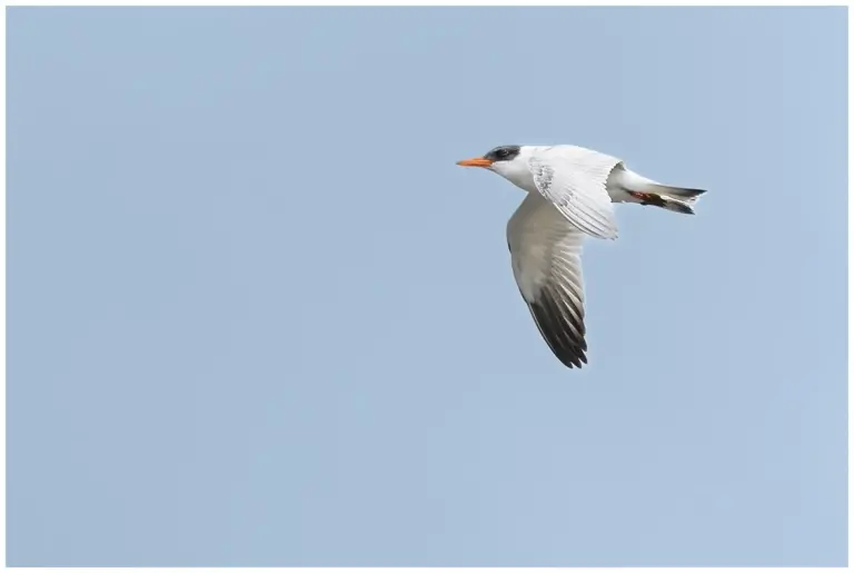 Skräntärna - (Caspian Tern)