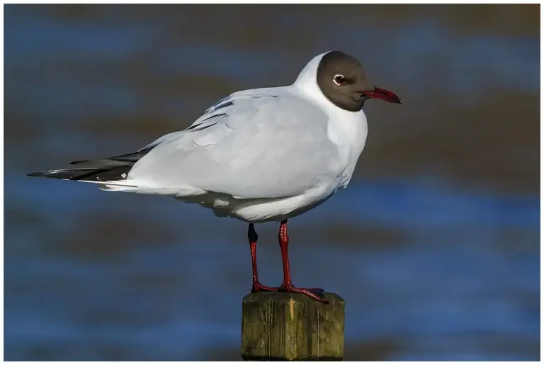 Skrattmås - (Black-headed Gull) - adult