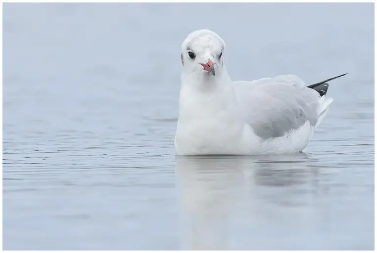 Skrattmås - (Black-headed Gull) - adult i vinterdräkt