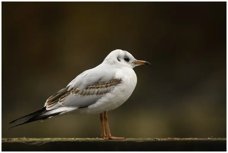 Skrattmås - (Black-headed Gull) - ungfågel