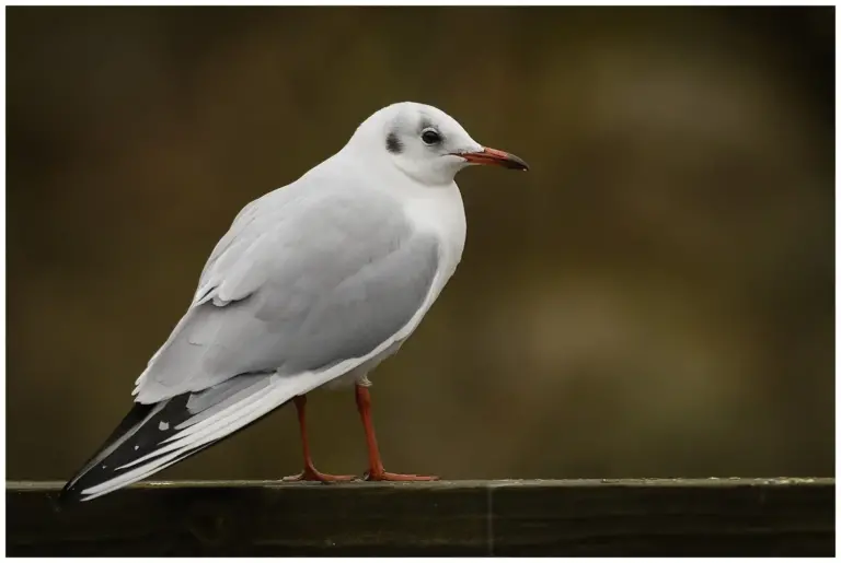 Skrattmås - (Black-headed Gull) - adult i vinterdräkt