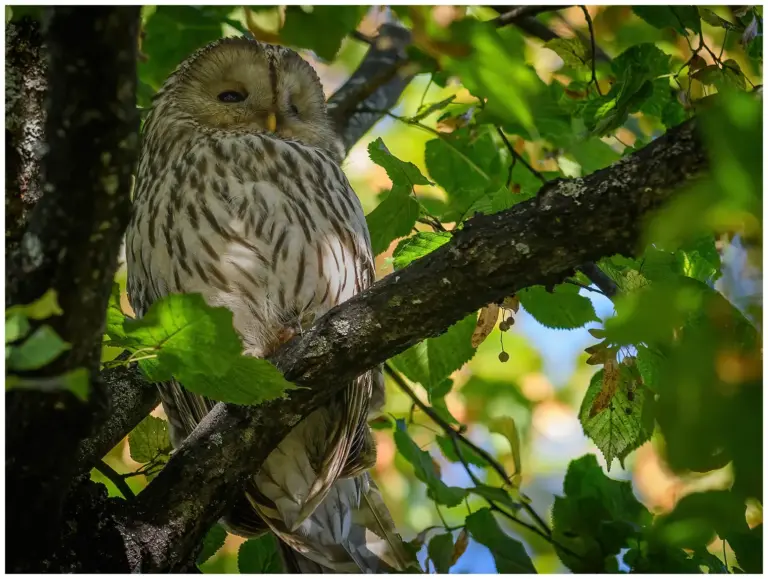 Slaguggla - Ural Owl i ett träd mitt i en park i Örebro