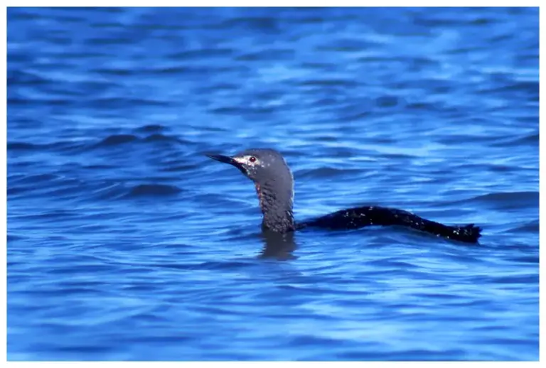 smålom - (red-throated diver)