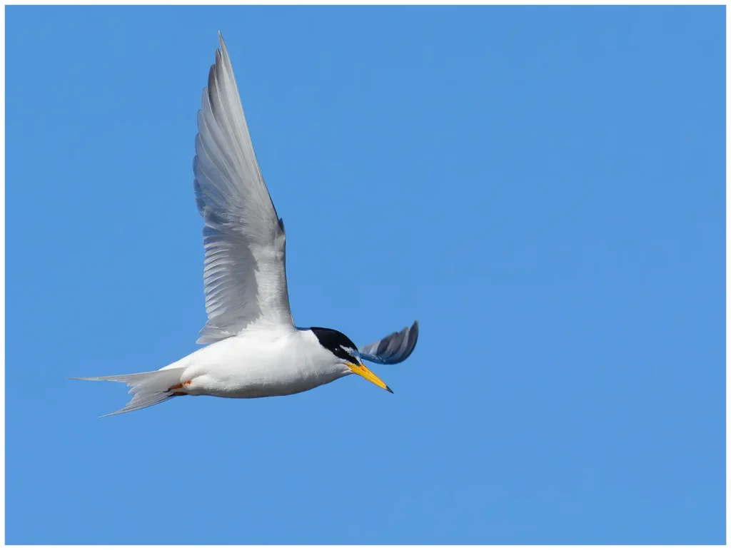 Småtärna - Little Tern