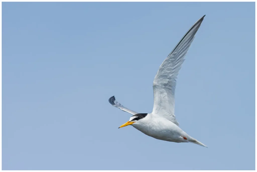 Småtärna - Little Tern