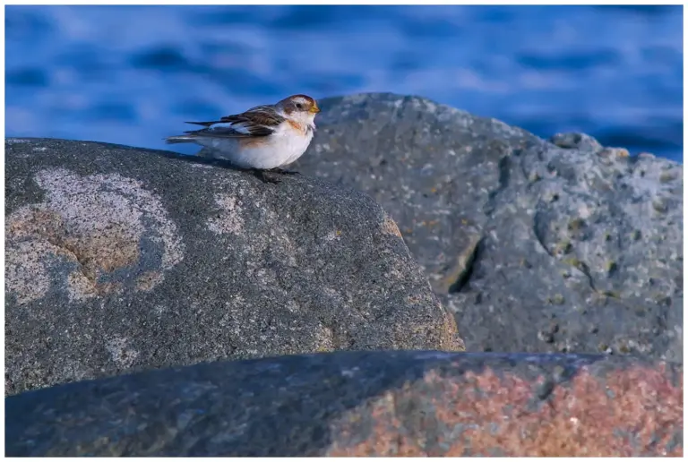 Snösparv - (Snow Bunting)