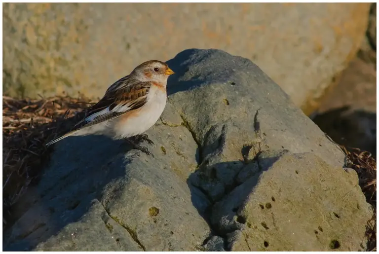 Snösparv - (Snow Bunting)