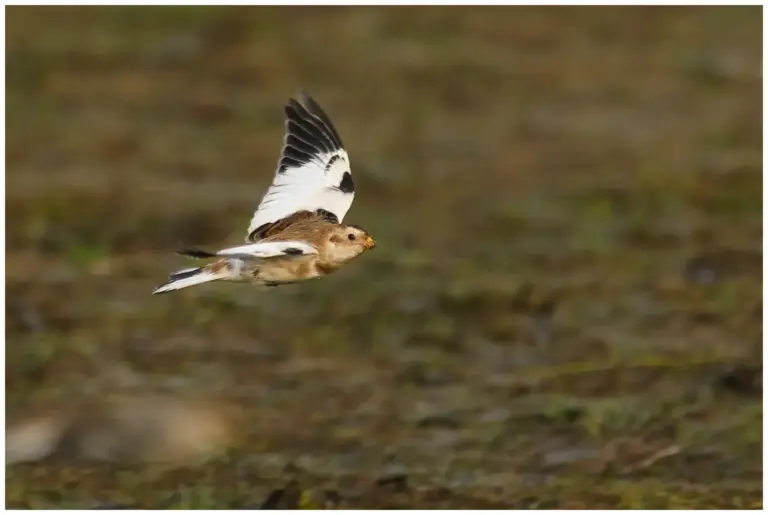 Snösparv - (Snow Bunting) - som flyger