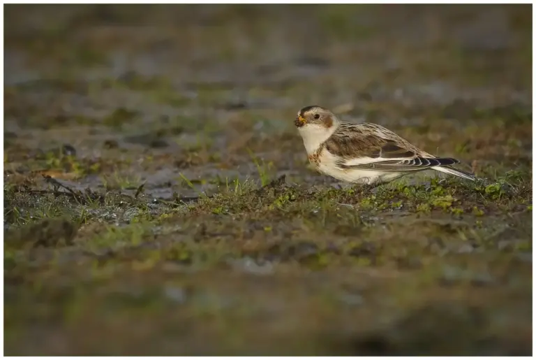 Snösparv - (Snow Bunting)