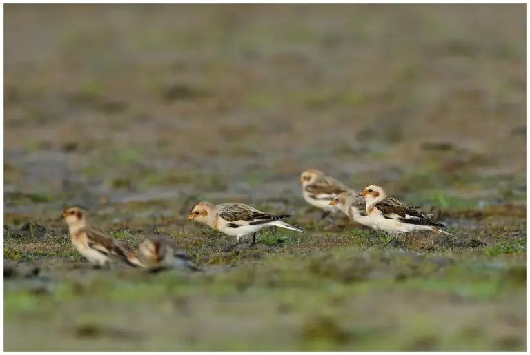 Snösparv - (Snow Bunting)