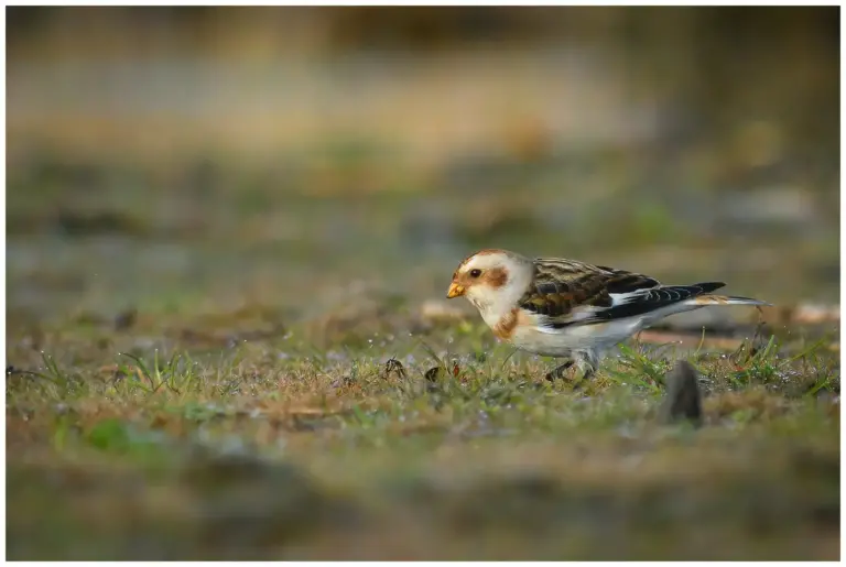 Snösparv - (Snow Bunting) - letar föda på gräs