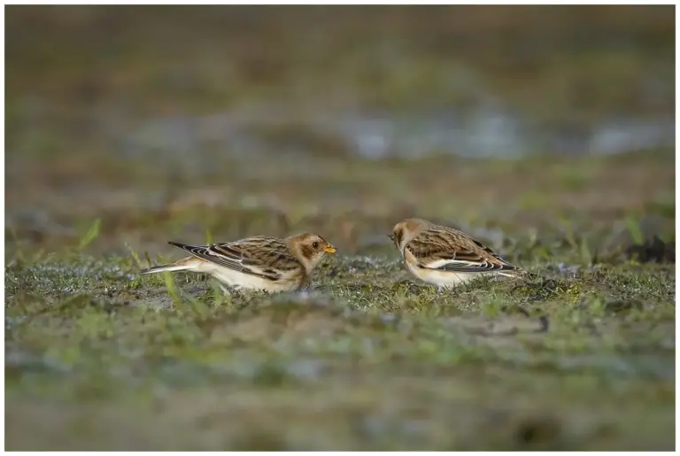 Snösparv - (Snow Bunting)