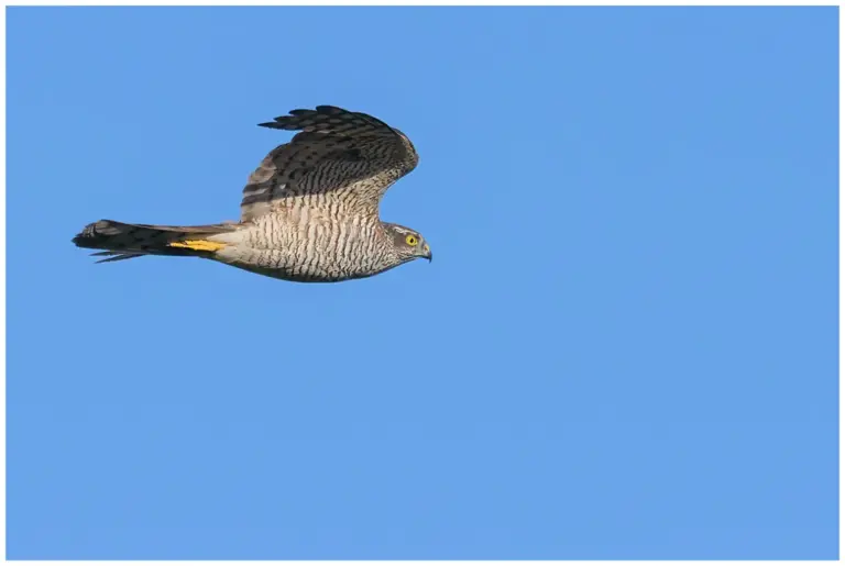 Sparvhök - (Eurasian Sparrowhawk)