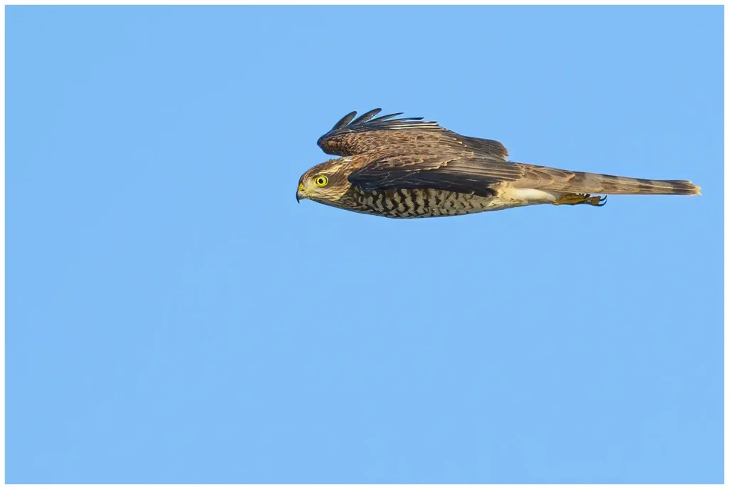 Sparvhök - Eurasian Sparrowhawk sparvhök flygande