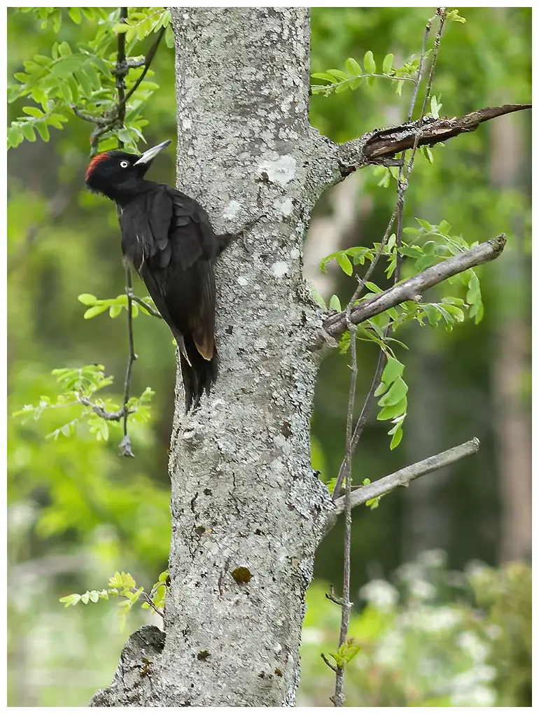 Spillkråka - Black Woodpecker