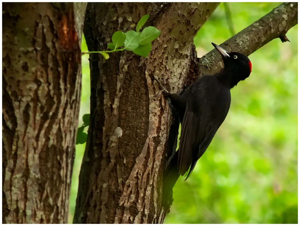 Spillkråka - Black Woodpecker