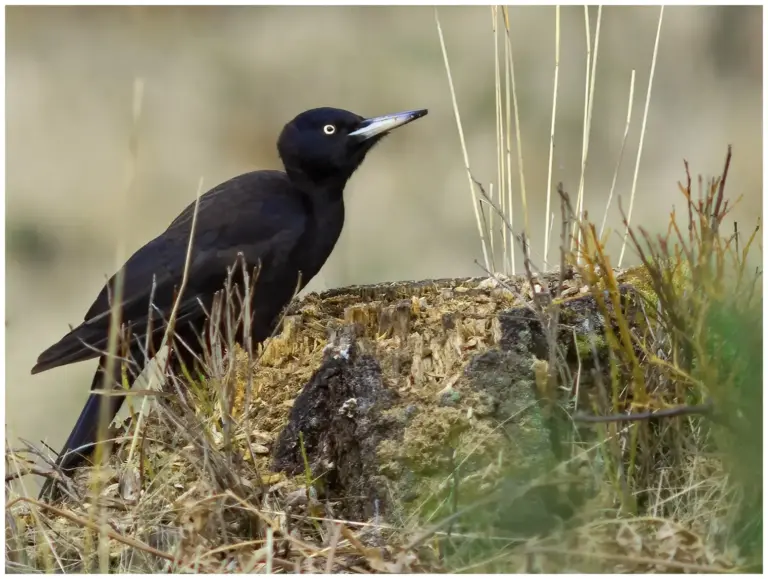 Spillkråka - Black Woodpecker