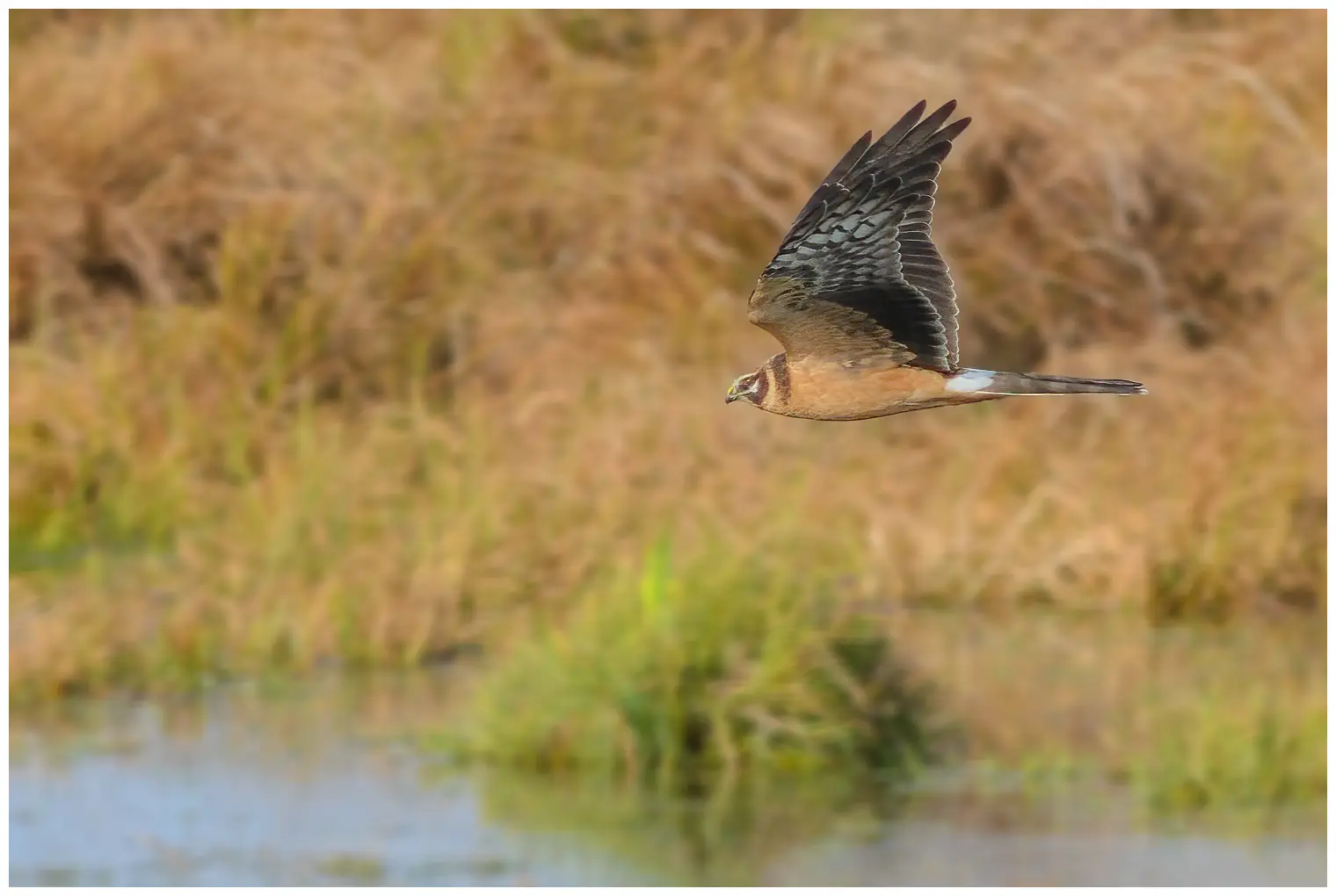 honfärgad ungfågel flyger över markerna