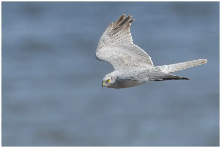 Stäpphök flyger nära fotografen med vatten i bakgrunden