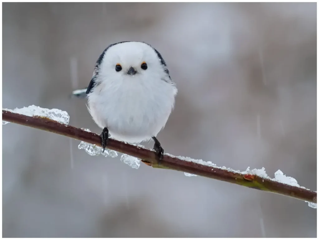 Stjärtmes - (Long-tailed Tit) - på en gren med is och i snöfall
