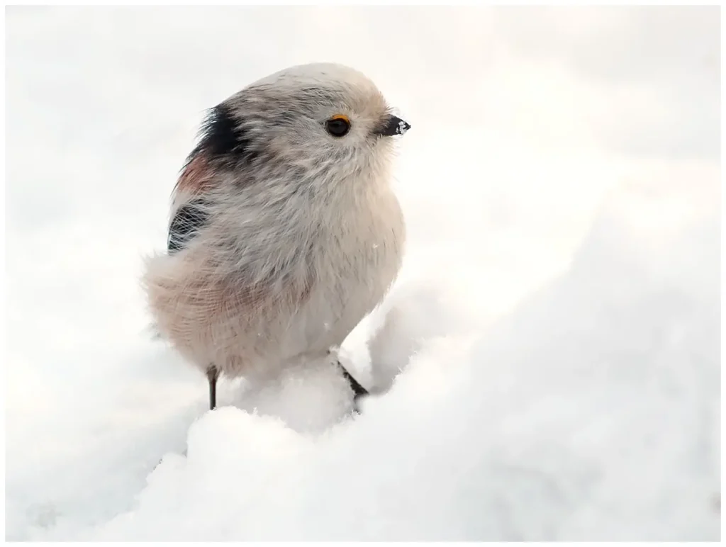 Stjärtmes - (Long-tailed Tit) - i snön