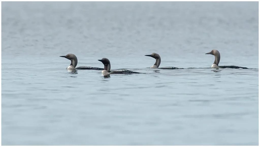 Storlom - Black-throated Diver storlom fyra stycken som simmar i bråviken