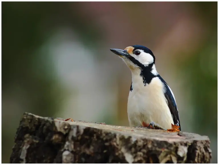 Större Hackspett - (Great Spotted Woodpecker)