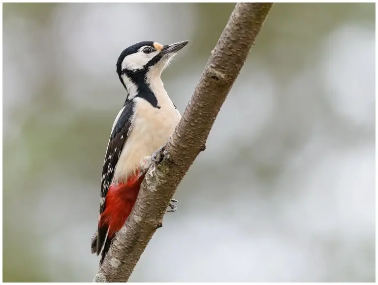 Större Hackspett - (Great Spotted Woodpecker)