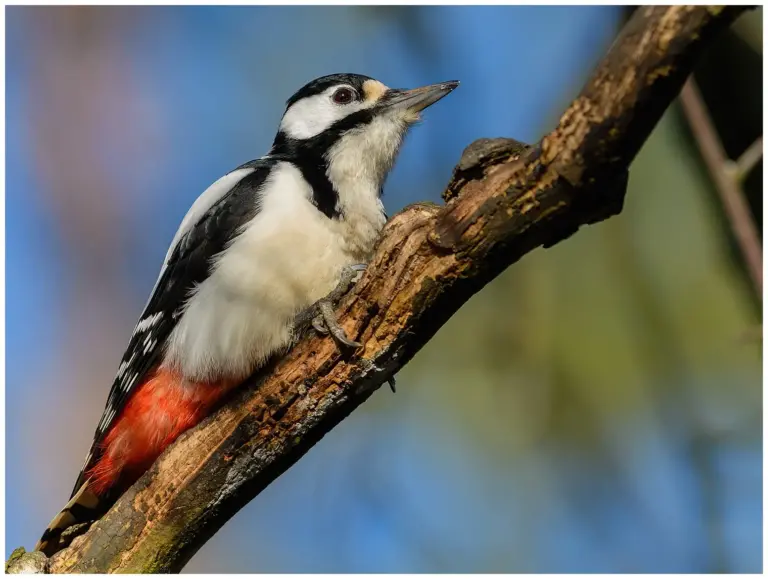 Större Hackspett - (Great Spotted Woodpecker)