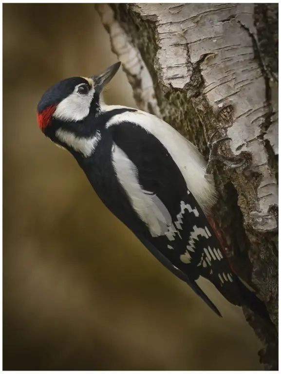 Större Hackspett - (Great Spotted Woodpecker)