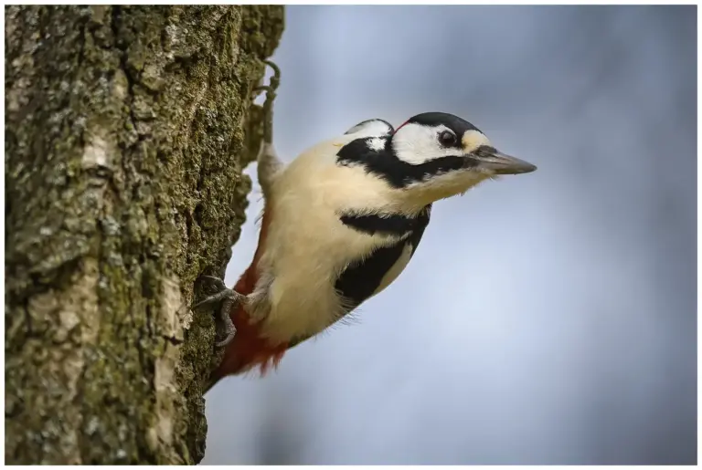 Större Hackspett - (Great Spotted Woodpecker)