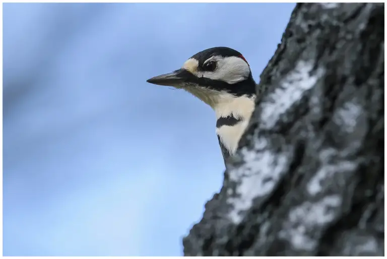 Större Hackspett - (Great Spotted Woodpecker)