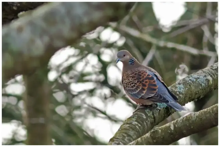 Större turturduva – (Oriental Turtle Dove)