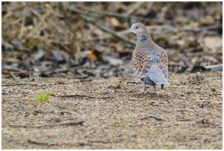 Större turturduva – (Oriental Turtle Dove)