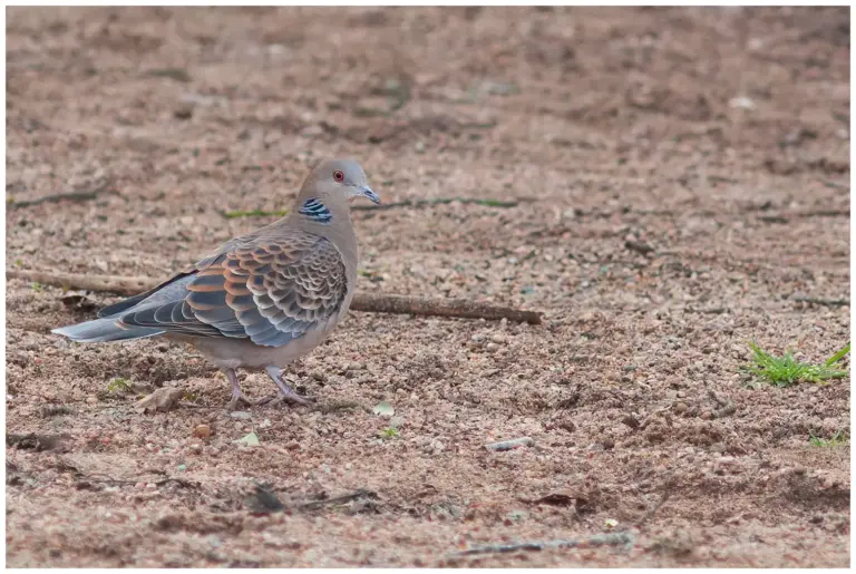 Större turturduva – (Oriental Turtle Dove)