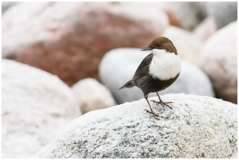 Strömstare - (White-throated Dipper)