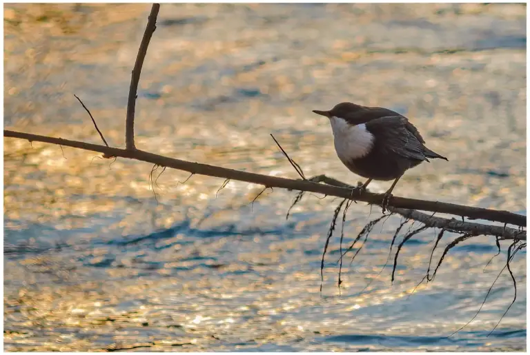 Strömstare - (White-throated Dipper)