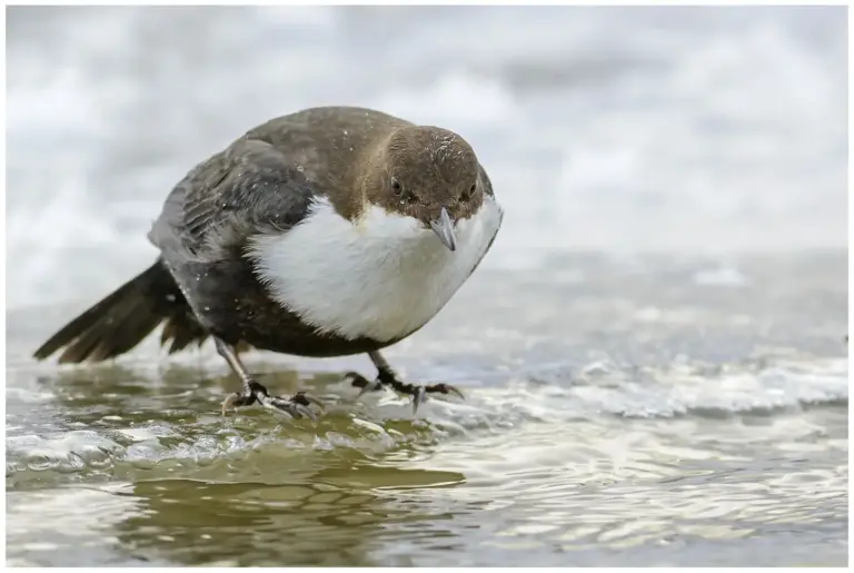 Strömstare - (White-throated Dipper)