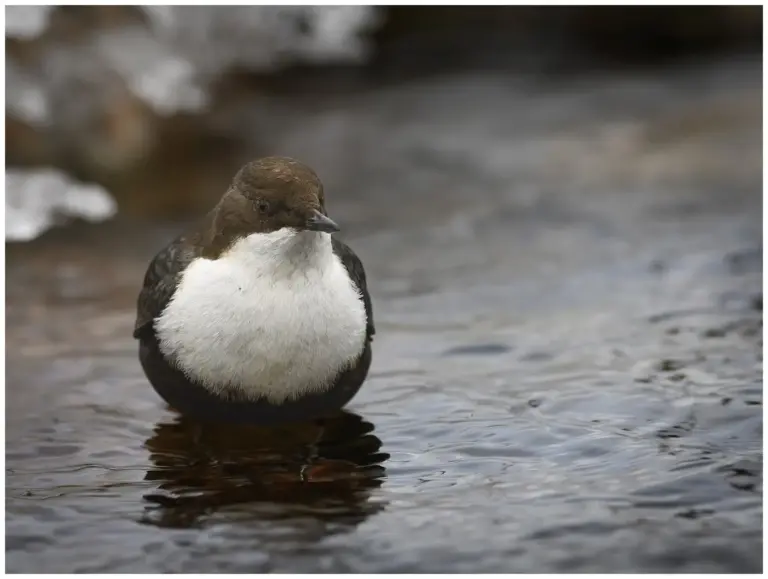 Strömstare - (White-throated Dipper)