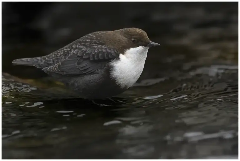 Strömstare - (White-throated Dipper)