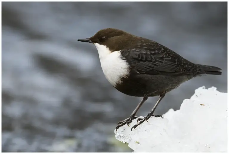 Strömstare - (White-throated Dipper)