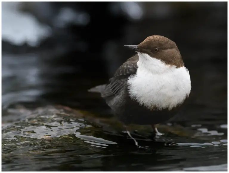 Strömstare - (White-throated Dipper)