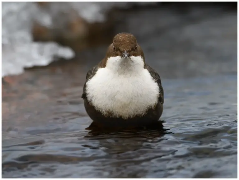 Strömstare - (White-throated Dipper)