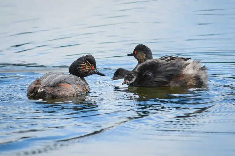 Svarthalsad dopping hona, hanne och 2 ungar på ryggen som blir matade