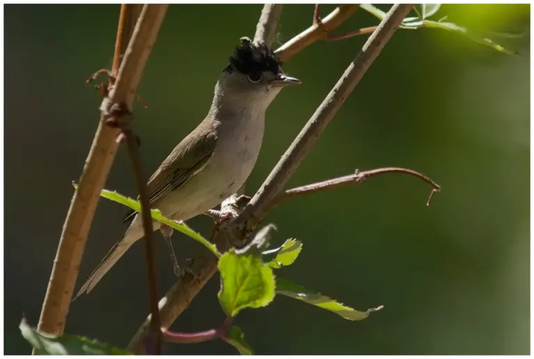 Svarthätta - (Blackcap)