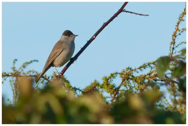 Svarthätta - (Blackcap)